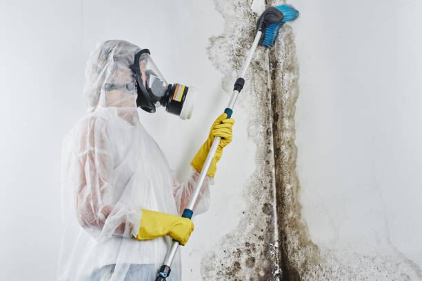 Best Preventive Mold Services in Walnut Creek, CA