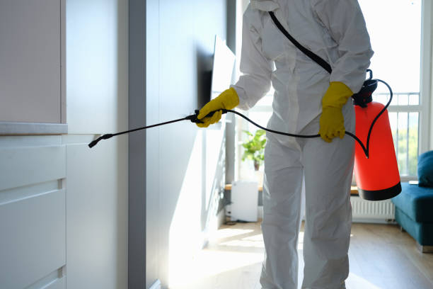 Reliable Walnut Creek, CA Mold Remediation Solutions
