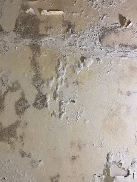 Best Kitchen Mold Remediation in Walnut Creek, CA