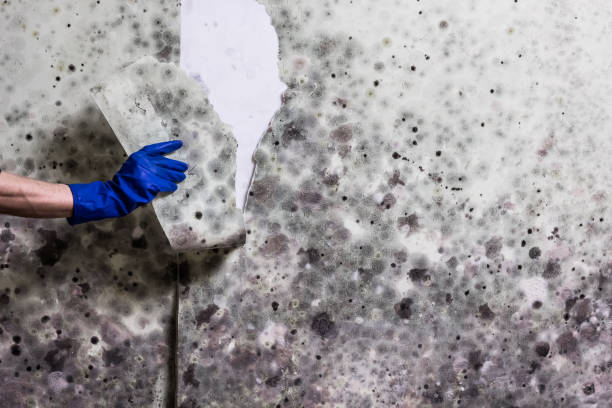 Best Attic Mold Remediation in Walnut Creek, CA