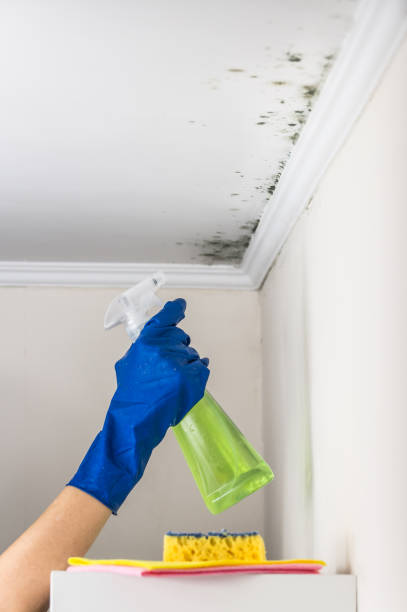 Best Residential Mold Remediation in Walnut Creek, CA