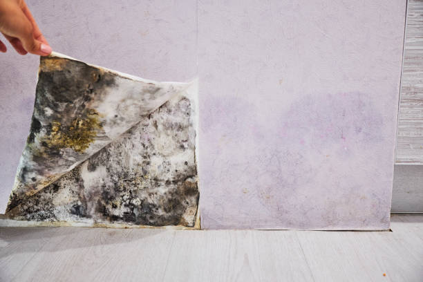 Best Residential Mold Remediation in Walnut Creek, CA